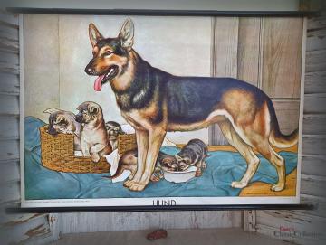 Rollkarte 'Hund'~ Schulkarte ~ Deutscher Schäferhund ~ Wandkarte ~ Lehrkarte ~ Midcentury ~ Kinderzimmer Wanddeko ~ hy5287