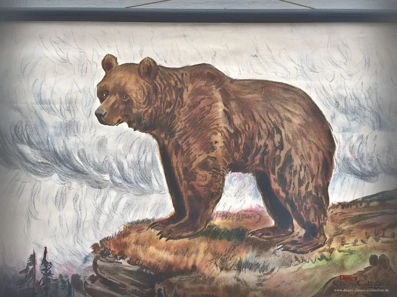 Alte Schulwandkarte Bär Grizzly Schweden Rollkarte Schulkarte Wandkarte Lehrkarte Wanddeko