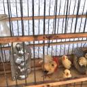 Altes Set 2 Küken 1 Hahn Wattefiguren