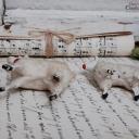 PAAR uralter Krippenschafe ~ Erzgebirge Krippenfigur ~ Schaf ~ Masseschaf ~ Wollschaft ~ Putz ~ Sammlerstücke ~ Shabby Deko
